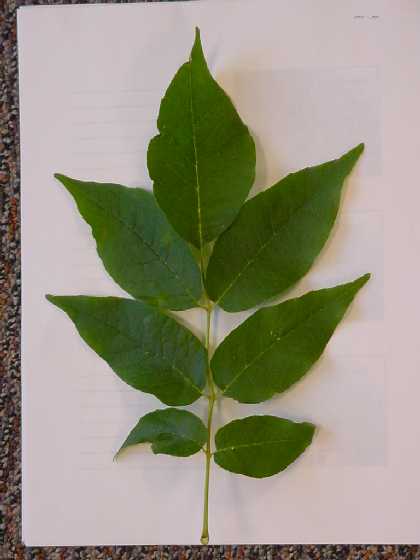 mda_ash_tree_35657_7